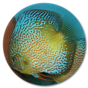 Red Spot Green Leopard Discus Fish - 2-3 inch Red Spot Green Leopard Discus Fish - 2-3 inch